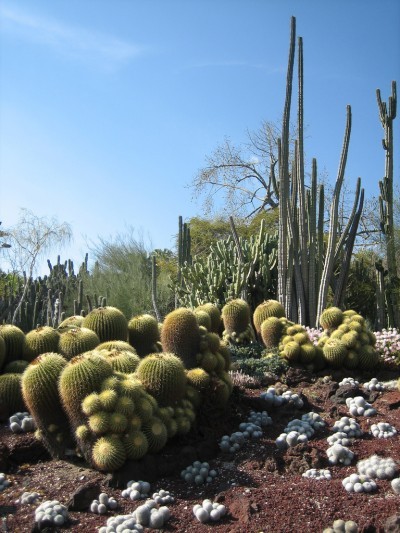 desert-garden