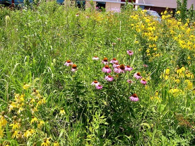 prairie-garden