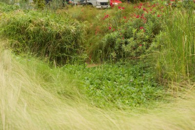 rain-garden