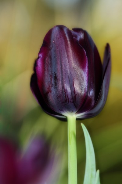 black-tulip