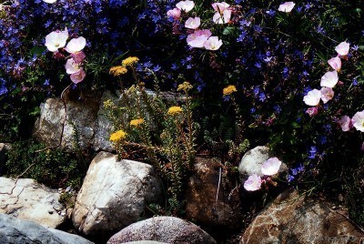 rock-garden-plants