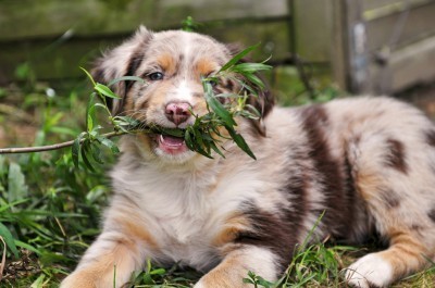 puppy-in-garden