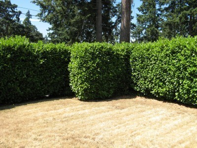 privacy-hedges