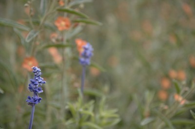 native plants