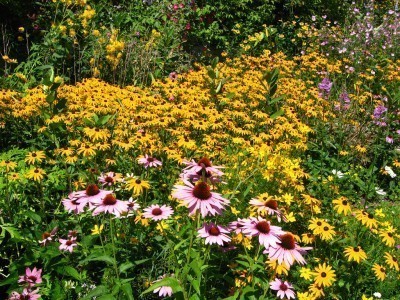 wildflowers