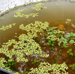 azolla