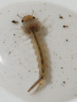 Mosquito larvae