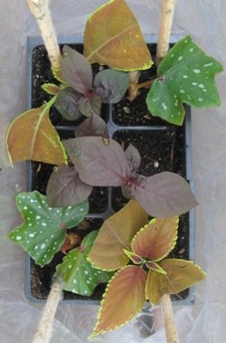 potted cuttings ready to root