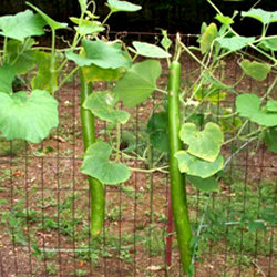 Luffa growing