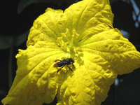 Luffa yellow bloom