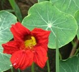 red nasturtium flower on leaf