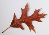 oak leaf on white