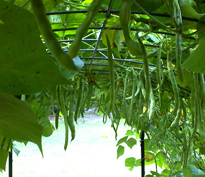 KY Wonder green beans waiting to be picked from the arched trellis.