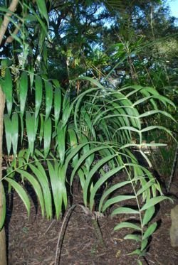 mature leaf shape