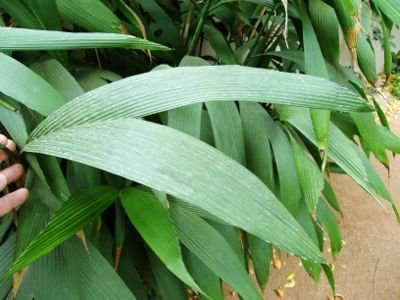 C fragrans leaf