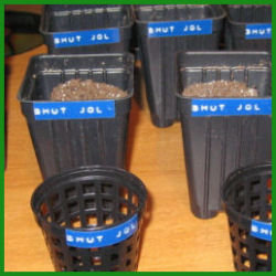 black pots with Dymo plastic labels with raised letters