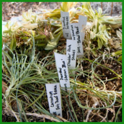 black and white labels stuck into tray of small dianthus plants