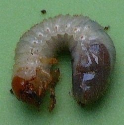 close up picture of C shaped grub