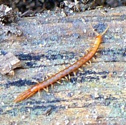 garden centipede on wood