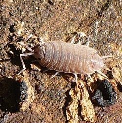 woodlouse close up photo on wood