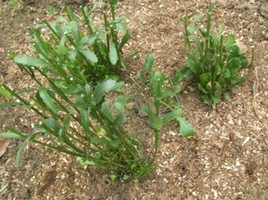 a planting of daisies