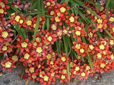 ground covered with mass planting of orange and yellow ixia harlequin 