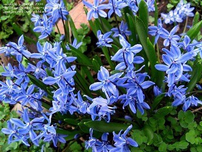 Bright blue close-up of  low-growing scilla fills the frame