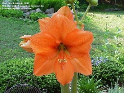 coral/peach/orange amararyllis Rilona planted outside 