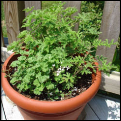 scented geraniums in a 12 inch pot on my bright sunny deck
