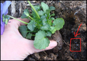 placing pansy transplant into hole, shows sprinkling of polymer moisture crystals