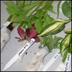 shows several bare root plants bundled into paper towel wraps for shipping