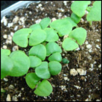 basil seedlings cotyledon stage in seed starting tray