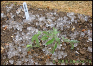 tomato seedling surrounded by overabundance of hydraged gel cubes of watersorb crystals