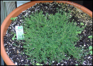 thyme being propagated in large bowl planter