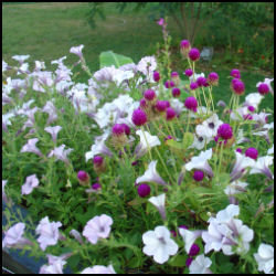 window box planter crowded with blooming petunias and gomphrena