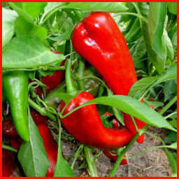 red and green bull's horn peppers on plant