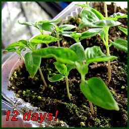 pepper seedlings with 2 pairs of leaves in seed starting tray