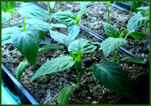 pepper seedlings in 6-pack pots under lights