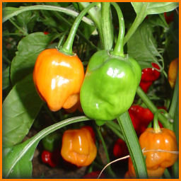 gold and green habaneros on plant, red habs visible in background