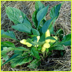 young plant with a cluster of small pale yellow peppers, surrounded by dry grass clippings