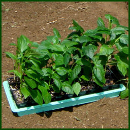 flat of young pepper plants sitting on freshly tilled soil