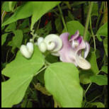 snail vine bloom