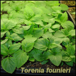 Torenia seedlings