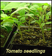 tomato seedlings