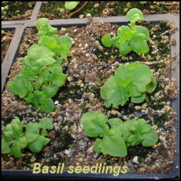 basil seedlings