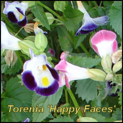 Torenia blooms