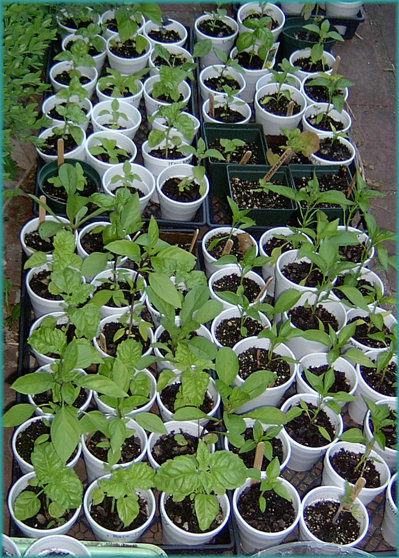 Seedlings that were started under lights