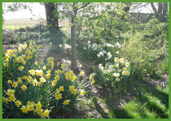 daffodil bed under trees