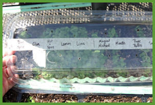 tray of basil seedlings with tape label across lid