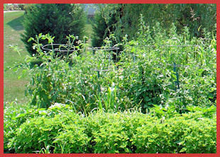 garden view showing row of caged tomatoes in back